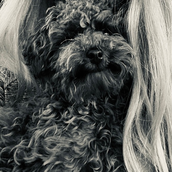 Meet your Posher, Elsie - Picture 2 of 2